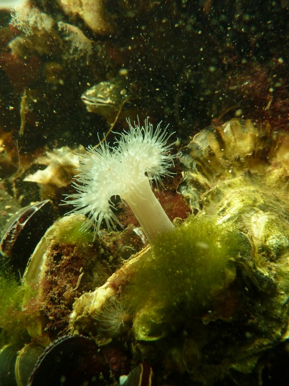 Oeillet de mer (Metridium dianthus) Oeillet de mer (Metridium dianthus)
